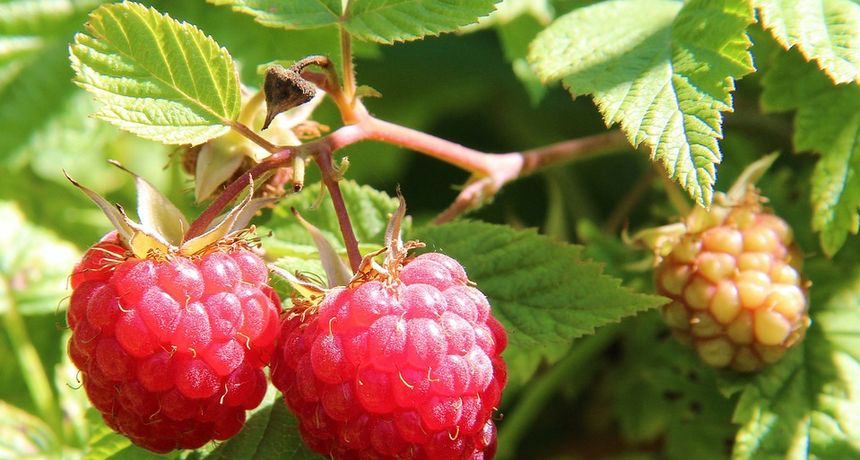 Growing Organic Raspberries