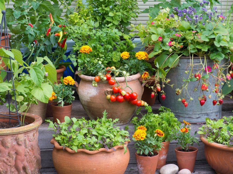 vegetable gardening in small spaces