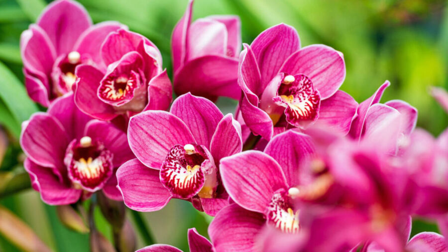 How to Grow Cymbidium Orchids